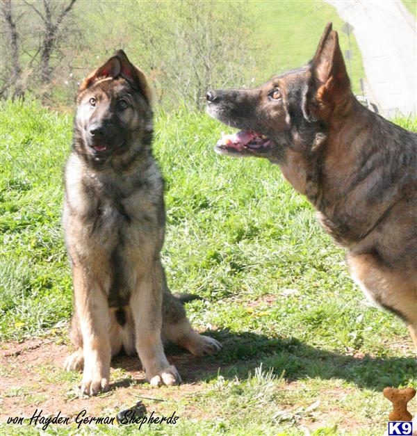 Dogs for Sale in WV